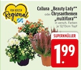 Calluna "Beauty Lady"  im aktuellen EDEKA Prospekt für 1,99 €