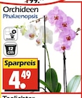 Orchideen Phalaenopsis von  im aktuellen Wreesmann Prospekt für 4,49 €