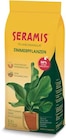Zimmerpflanzen im Angebot bei Netto Marken-Discount in Würzburg Zimmerpflanzen Angebote von SERAMIS bei Netto Marken-Discount Würzburg für 3,99 €