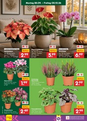Ähnliche Hibiskus Angebote im Prospekt "Aktuelle Angebote" von Netto Marken-Discount in Rostock Ähnliche Angebote wie Hibiskus im Prospekt "Aktuelle Angebote" auf Seite 21 von Netto Marken-Discount in Rostock