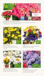 Balkonpflanzen im Pflanzen Kölle Prospekt "BLÜHENDE DUFTOASE" auf Seite 3