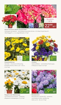 Pflanzen im Pflanzen Kölle Prospekt "BLÜHENDE DUFTOASE" mit 14 Seiten (Nürnberg)