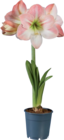 Amaryllis 1 tige en promo chez Lidl Noisy-le-Grand à 3,49 €