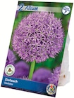Blumenzwiebeln im Angebot bei Netto mit dem Scottie in Chemnitz Blumenzwiebeln Angebote von Allium bei Netto mit dem Scottie Chemnitz für 2,49 €