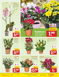 Beetpflanzen Angebot im aktuellen Netto Marken-Discount Prospekt auf Seite 5