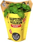 Hauptstadt Basilikum Angebote von Urban Farmers bei REWE Brandenburg für 1,99 €