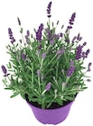 Penny - Lavendel Angebot im Prospekt Lavendel bei Penny im Prospekt "" für 3,79 €
