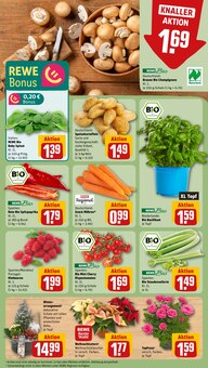 Pflanzen im aktuellen REWE Prospekt (Aachen) Pflanzen im REWE Prospekt "Dein Markt" mit 22 Seiten (Aachen)