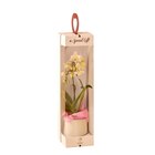 Promo Mini Orchidée 2 Branches + Boîte Cadeau à 11,99 € dans le catalogue Auchan Hypermarché à Sancé
