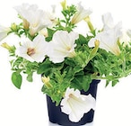 Balkon-Beetpflanzen im Angebot bei Zimmermann in Lingen Balkon-Beetpflanzen Angebote bei Zimmermann Lingen für 1,49 €