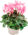 Auchan Hypermarché Soisy-sous-Montmorency - Promo CYCLAMEN MINI Promo CYCLAMEN MINI à 2,00 € dans le catalogue Auchan Hypermarché à Soisy-sous-Montmorency
