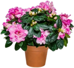 Rhododendron XL Angebote bei Kaufland Nürnberg für 9,99 €
