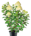 Aktuelles RISPENHORTENSIE Angebot bei ROSENGUT Langerwisch in Potsdam ab 16,99 €