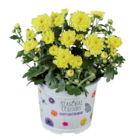 Chrysanthemen Multiflora im Angebot bei Lidl in Salzgitter Chrysanthemen Multiflora Angebote bei Lidl Salzgitter für 1,79 €