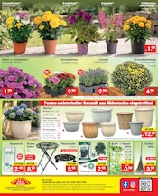 Aktueller Zimmermann Prospekt mit Blumenerde, "Aktuelle Angebote", Seite 12