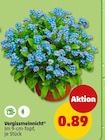 Vergissmeinnicht im Angebot bei Penny in Seevetal Vergissmeinnicht Angebote bei Penny Seevetal für 0,89 €