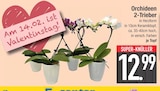 Orchideen 2-Trieber  im aktuellen EDEKA Prospekt für 12,99 €