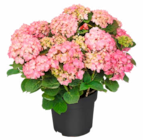 Hagebaumarkt Nortorf Prospekt mit  im Angebot für 12,99 €