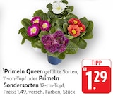Primeln Queen gefüllte Sorten bei E center im Bad Buchau Prospekt für 1,29 €