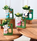 Kalanchoe Figurine Maîtresse en promo chez Hyper U Draguignan à 6,99 €