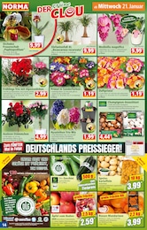 Grünpflanzen Angebot im aktuellen Norma Prospekt auf Seite 14