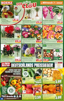 Kartoffeln im Norma Prospekt "Mehr fürs Geld" mit 20 Seiten (Dresden)