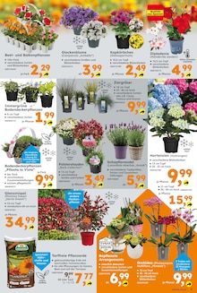 Gartenerde im Globus-Baumarkt Prospekt "Immer eine Idee besser" mit 16 Seiten (Mainz)