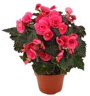 Begonie im OBI Prospekt Begonie von GROW by OBI im aktuellen OBI Prospekt für 4,99 €