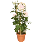 Edelrose bei Netto Marken-Discount im Leisnig Prospekt für 14,99 €