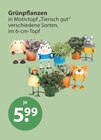 Grünpflanzen im V-Markt Prospekt Grünpflanzen von im aktuellen V-Markt Prospekt für 5,99 €