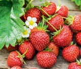 Erdbeerpflanzen bei toom Baumarkt im Landstuhl Prospekt für 1,69 €