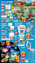 Teichpflanzen Angebot im aktuellen Thomas Philipps Prospekt auf Seite 13
