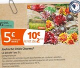 Jardiland - Joubarbe Chick Charms® : offre du catalogue Promo Joubarbe Chick Charms® à 5,00 € dans le catalogue Jardiland "Mon jardin d'été"