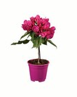 Bougainvillea Stamm Angebote bei Lidl Coesfeld für 6,99 €