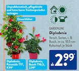 Dipladenia von GARDENLINE im aktuellen ALDI SÜD Prospekt für 2,99 €