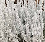 Winterweiße Strukturheide von Kölle im aktuellen Pflanzen Kölle Prospekt