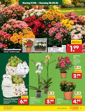 Ähnliche Obstbaum Angebote im Prospekt "Aktuelle Angebote" von Netto Marken-Discount in Pirna Ähnliche Angebote wie Obstbaum im Prospekt "Aktuelle Angebote" auf Seite 11 von Netto Marken-Discount in Pirna