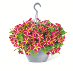 toom Baumarkt Belm - Blumenampel mit Wasserspeicher Angebot im Prospekt Blumenampel mit Wasserspeicher bei toom Baumarkt im Belm Prospekt für 15,99 €