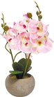 Deko-Orchidee für 6,99 € bei Rossmann im Angebot Deko-Orchidee im aktuellen Rossmann Prospekt