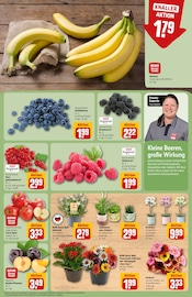 Blumen im REWE Prospekt in Wetzlar Aktueller REWE Prospekt mit Blumen, "Dein Markt", Seite 9