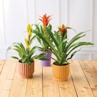 Bromelia dans le catalogue Super U