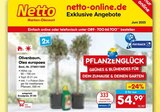 Olivenbaum, Olea europaea für 27,50 € bei Netto Marken-Discount im Angebot Olivenbaum, Olea europaea im aktuellen Netto Marken-Discount Prospekt
