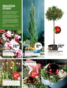 Pflanzen im aktuellen ROSENGUT Langerwisch Prospekt (Potsdam) Pflanzen im ROSENGUT Langerwisch Prospekt "MAGISCHER ADVENT!" mit 12 Seiten (Potsdam)