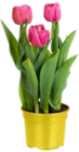 Tulpe Angebote bei Kaufland Halle für 2,49 €