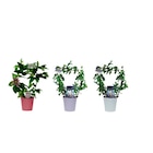 Hortensia - Carrefour Market à Saint-Denis Hortensia en promo chez Carrefour Market Saint-Denis à 6,99 €
