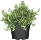 Aktuelles Rosmarin Angebot bei ROSENGUT Langerwisch in Potsdam ab 3,99 €