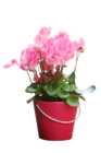 Mini-Cyclamen à Jardinerie Poullain dans Flexanville Mini-Cyclamen à Jardinerie Poullain dans Flexanville