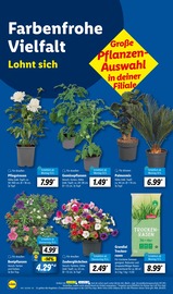Palme im Lidl Prospekt in Niederkassel Aktueller Lidl Prospekt mit Palme, "LIDL LOHNT SICH", Seite 14