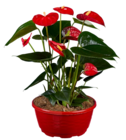 Anthurium mix en coupe en promo à 11,99 € chez Lidl Anthurium mix en coupe dans le catalogue Lidl