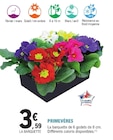 Promo Primevères à 3,59 € dans le catalogue E.Leclerc à Bruges